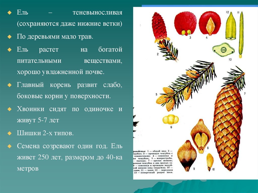 Форма чешуи шишки. Форма чешуек шишки ели. Форма чешуек шишки ели обыкновенной. Голосеменные растения ель. Теневыносливые деревья ель.