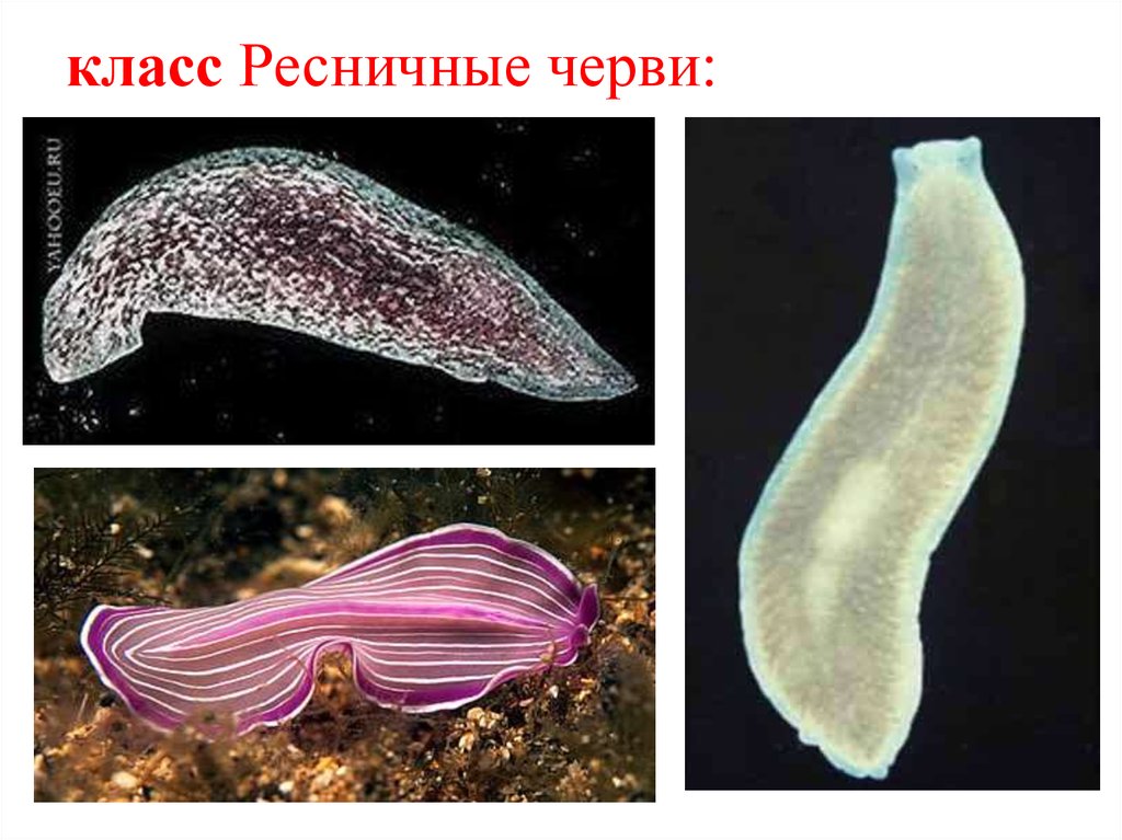 К группе плоских червей относится. Реснитчатые черви планария. Тип плоские черви класс Ресничные черви. Turbellaria (Ресничные черви). Тип плоские черви турбеллярии.