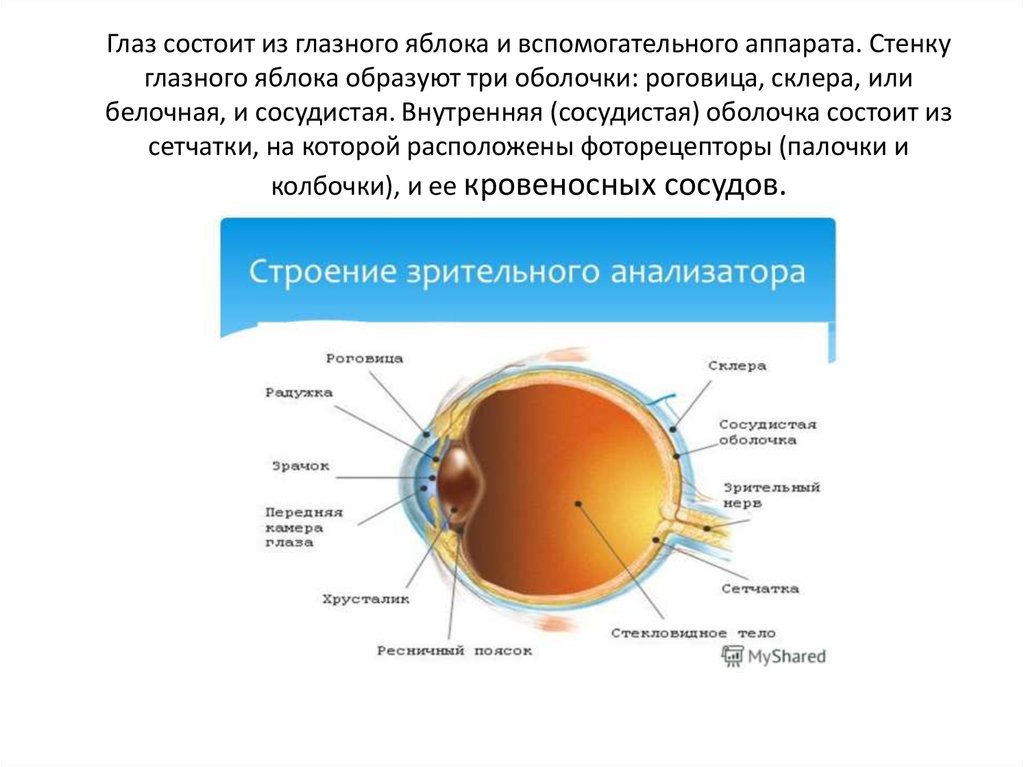 На какой части глазного яблока образуется изображение. Стенка глазного яблока состоит из трех оболочек.. Глаз состоит из глазного яблока и вспомогательного аппарата. Оболочка глаза состоит из. Стенка глазного яблока образована оболочками.