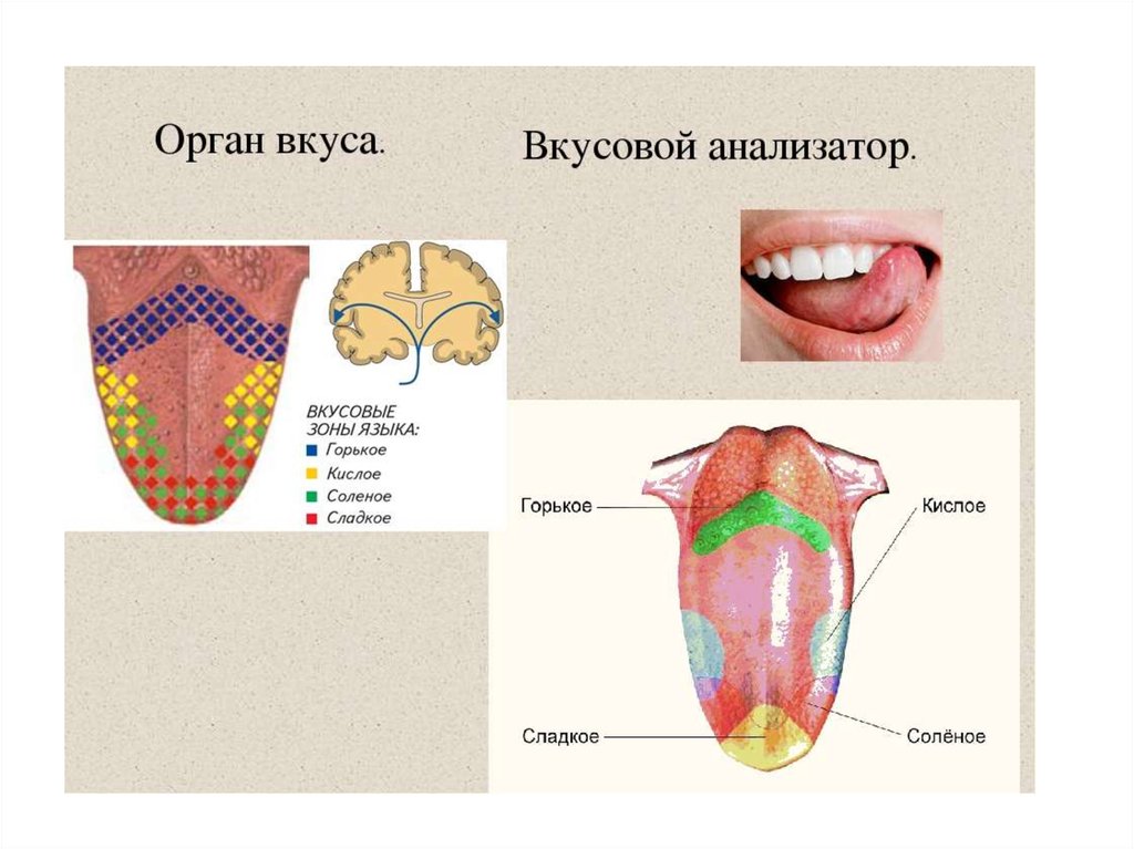 Презентация по биологии вкусовые анализаторы