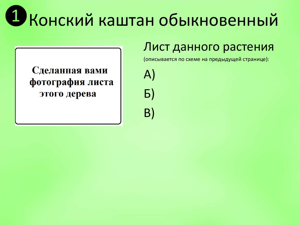 Конский каштан обыкновенный
