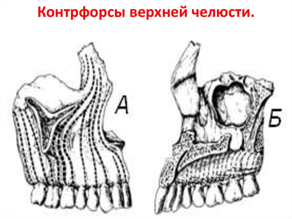 Схема контрфорсов анатомия