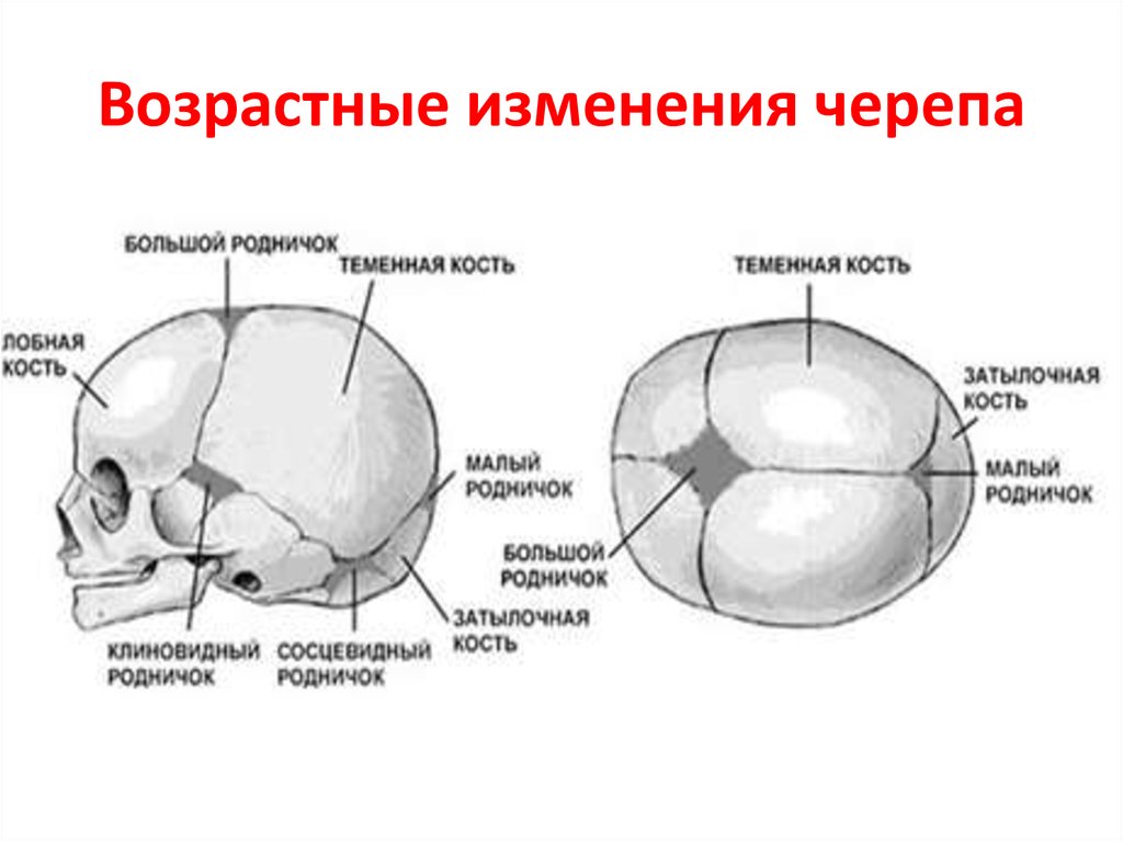 Родничок у взрослого. Роднички черепа анатомия. Кости и швы черепа человека. Швы и роднички черепа анатомия.