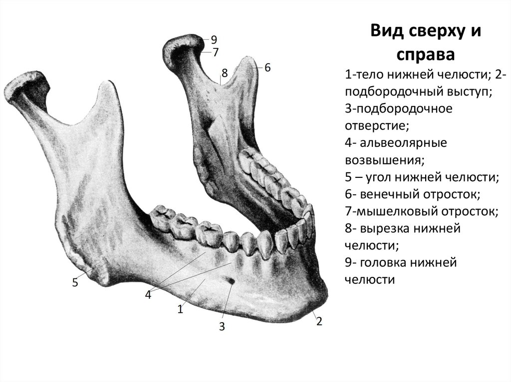 Челюстная кость. Подбородочное отверстие нижней челюсти. Венечный отросток нижней челюсти. Венечный отросток нижней челю. Альвеолярные возвышения нижней челюсти.