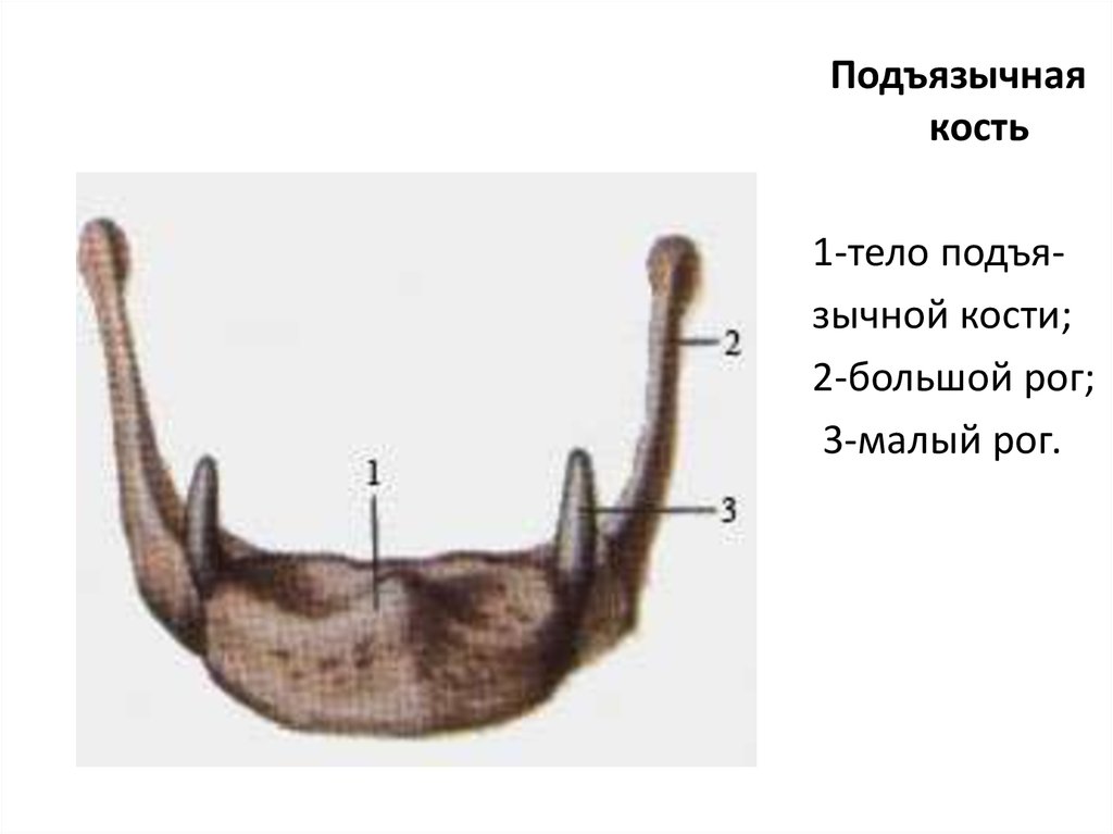 Подъязычная кость. Подъязычная кость анатомия. Подъязычная кость (os hyoideum). Подъязычная кость Тип кости. Подъязычная кость анатомия строение.