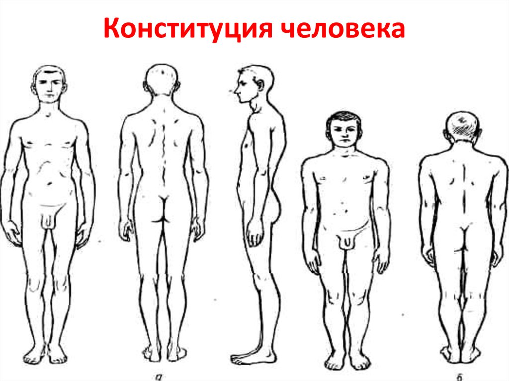 Конституционный человек. Долихоморфный мезоморфный и брахиморфный. Долихоморфный Тип телосложения. Брахиморфный Тип телосложения. Типы телосложения человека брахиморфный.