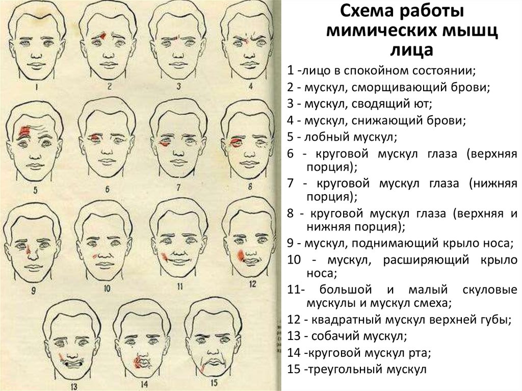 Форма изображения человеческого облика в котором лицо является центральной частью произведения