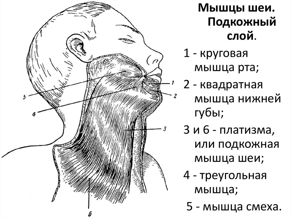 Подкожная мышца. Мышцы шеи подкожная мышца шеи. Строение мышц головы и шеи. Подкожная мышца шеи платизма. Схема мышц головы и шеи.