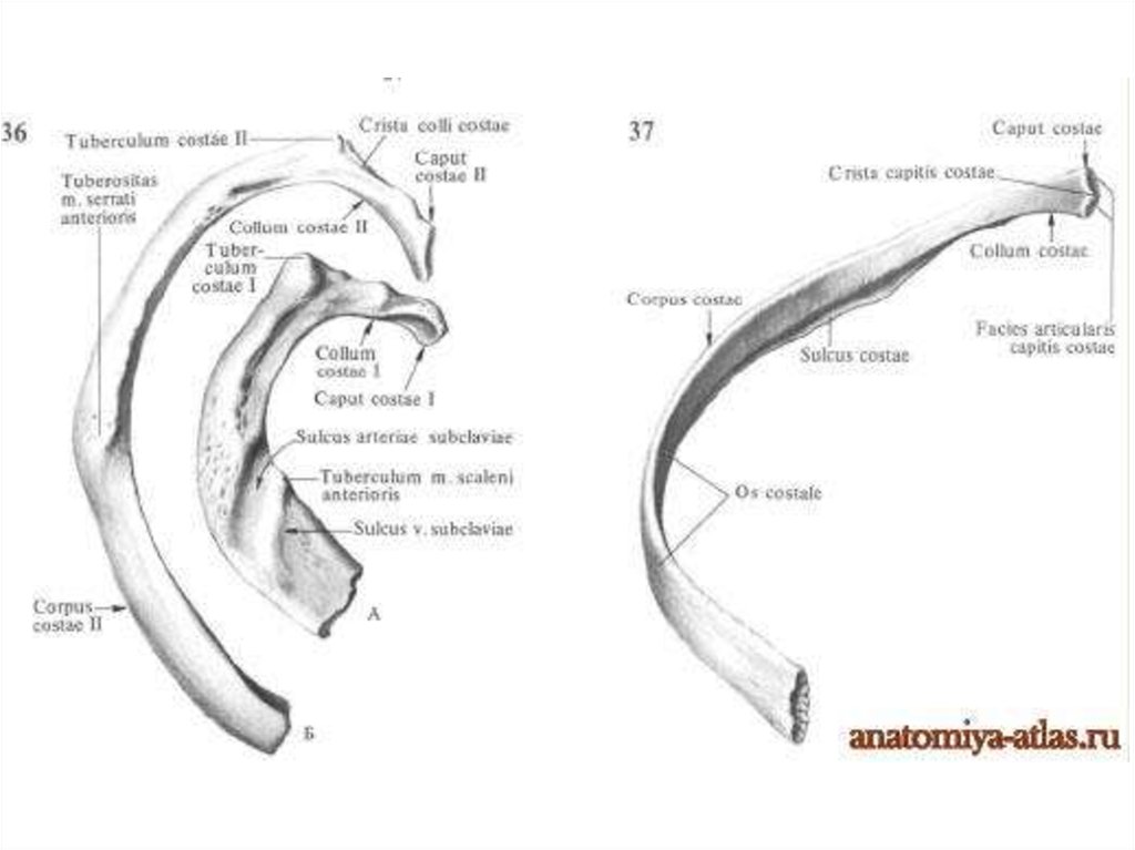Где проходит борозда ребра. Строение ребра на латыни. Ребра человека анатомия строение рисунок. Строение костного ребра. Строение ребра анатомия на латинском.