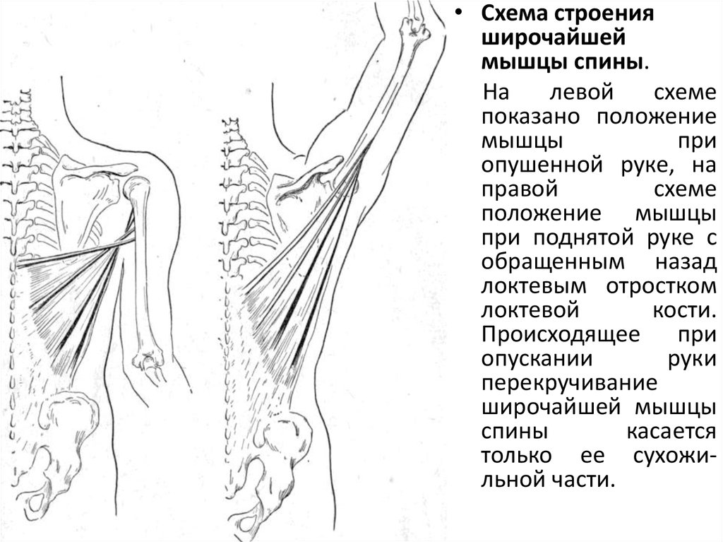 Мышцы спины схема. Строение широчайшей мышцы. Строение широчайшей мышцы спины. Крепление широчайшей мышцы.