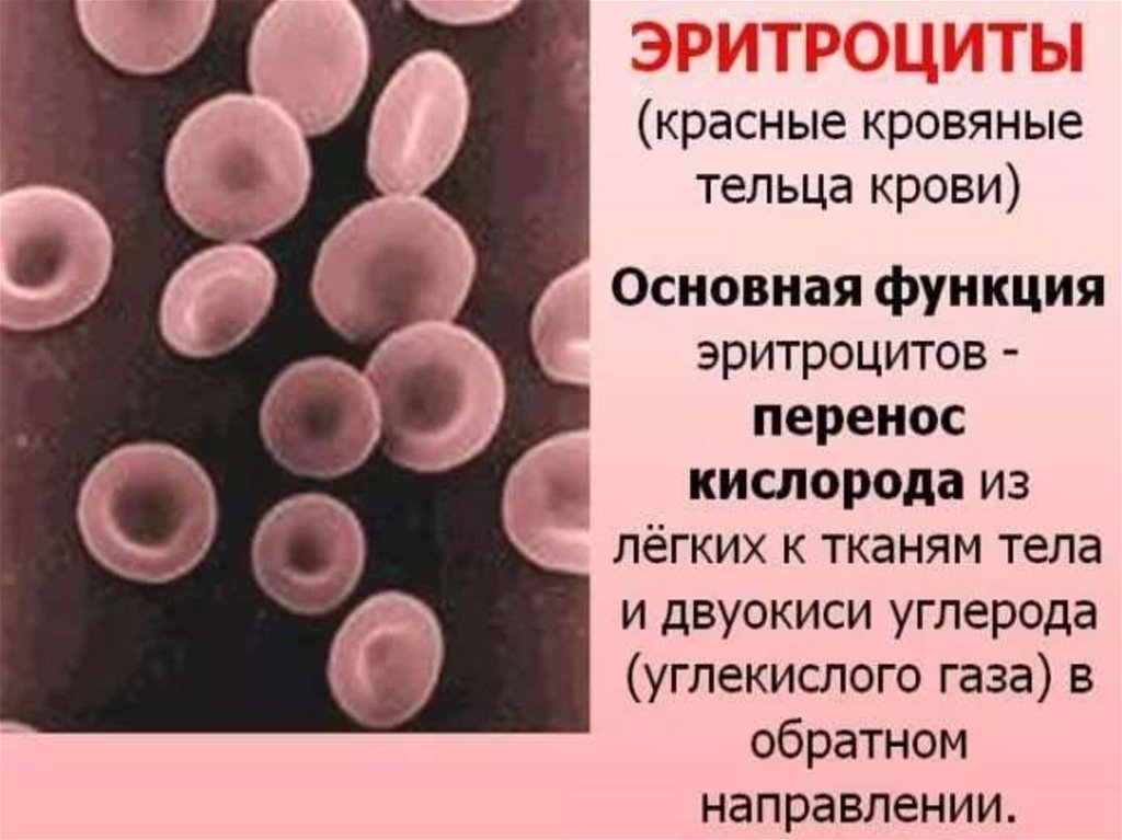 Что означает эритроциты. Красные кровяные тельца эритроциты. Функции эритроцитов в крови. Функции эритроцитов человека. Функции эритроцитов в крови человека.