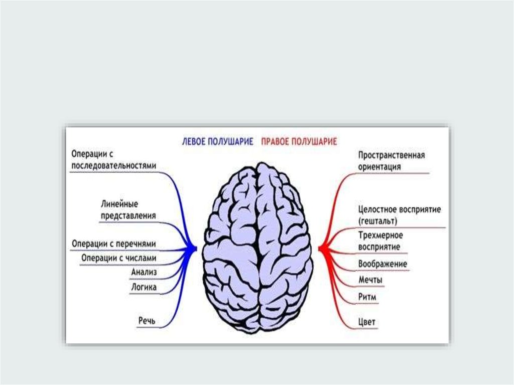 Представление операции. Левша правое полушарие. Правое полушарие пространственное. Левша значит функционирует правое полушарие. За что отвечает левое полушарие если Левша.
