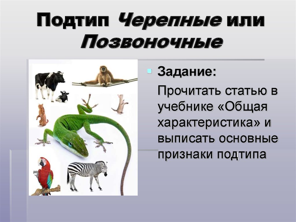 Представители класса позвоночных животных. Подтип Черепные или позвоночные. Подтип Черепные. Позвоночные общая характеристика. Характеристика подтипа Черепные или позвоночные.