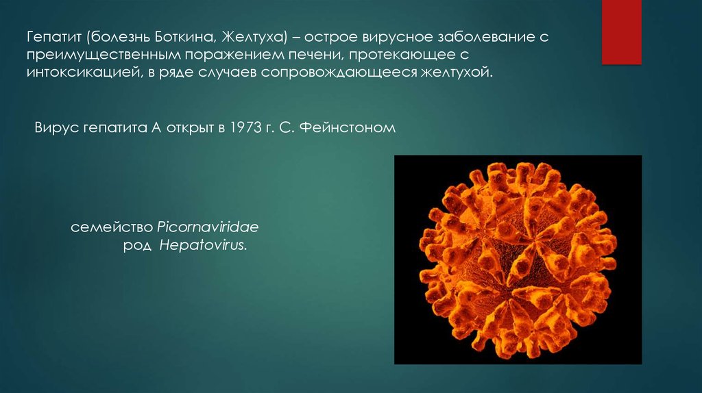 Вирусный гепатит печени