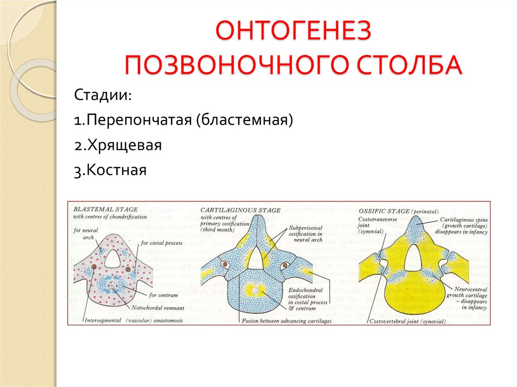 Развитие позвоночного столба. Онтогенез позвоночного столба. Развитие позвонков. Формирование позвонков. Этапы развития позвоночника.