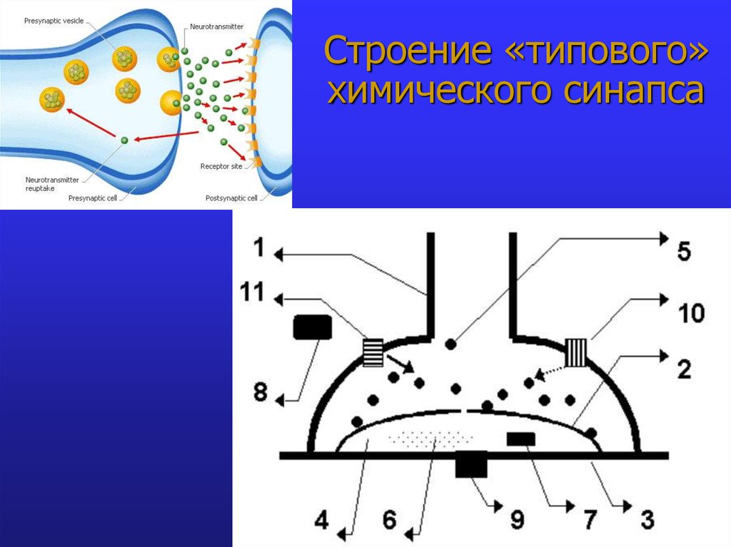 Схема электрического синапса