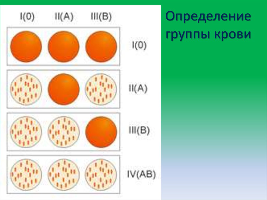 Определение группы крови на планшете картинки с описанием