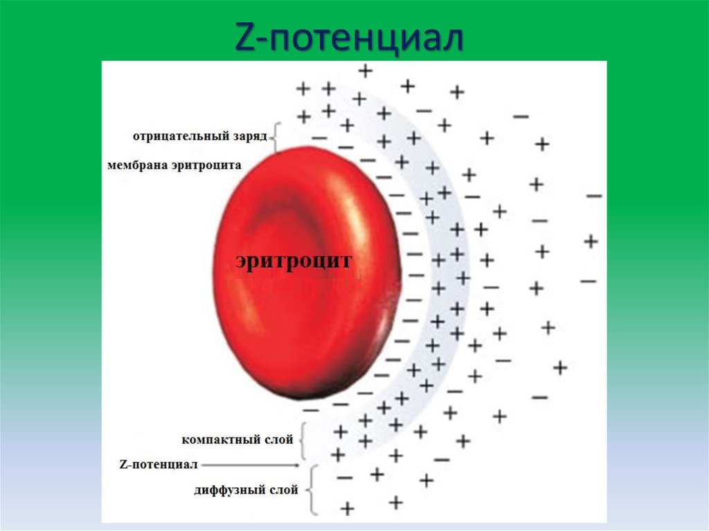 10 какой заряд имеют. Потенциал эритроцитов. Дзета потенциал эритроцитов. Поверхностный заряд эритроцитов. Электрический заряд эритроцитов.