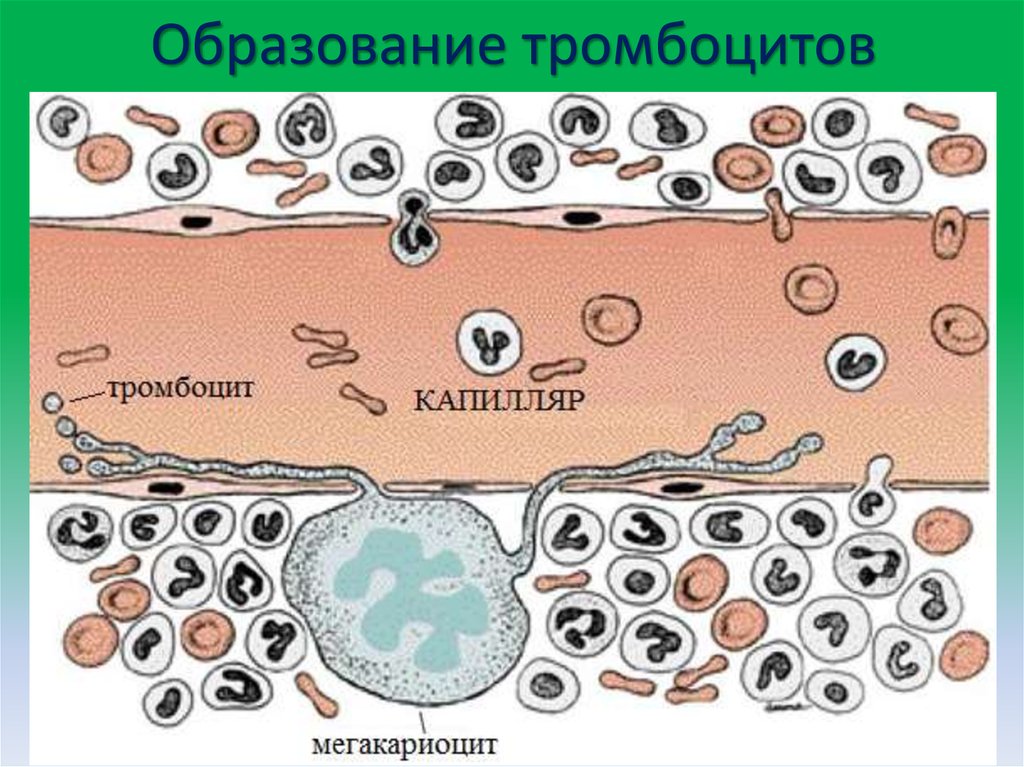 Образование тромбоцитов