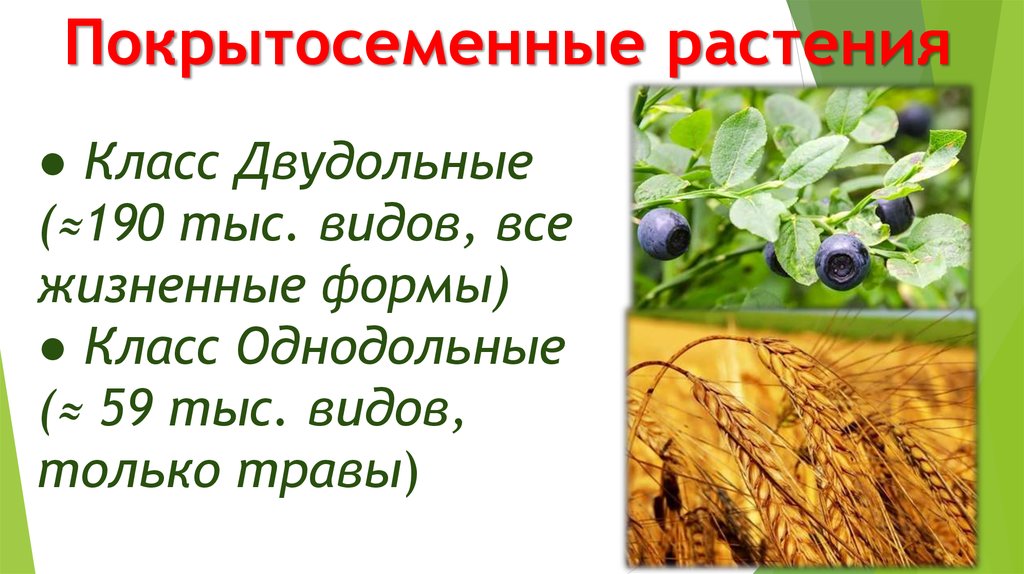 Красильные дикорастущие растения. Дикорастущие растения Ульяновской области. Дикорастущие растения паразиты 2 класс. От каких факторов зависит урожайность дикорастущих растений