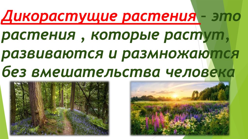 Природа и растения презентация