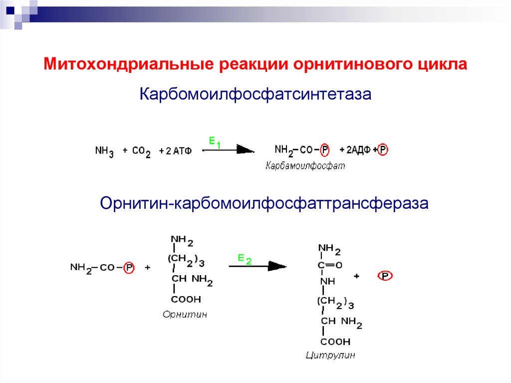 Орнитиновый цикл реакции. Реакции орнитинового цикла биохимия. Орнитиновый цикл 5 реакций. Орнитиновый цикл биохимия реакции. Регуляция орнитинового цикла.