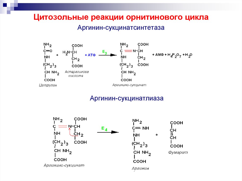 Реакции образования циклов. Реакции орнитинового цикла биохимия. Орнитиновый цикл синтеза мочевины. Последовательность реакций орнитинового цикла. Регуляторные реакции орнитинового цикла.