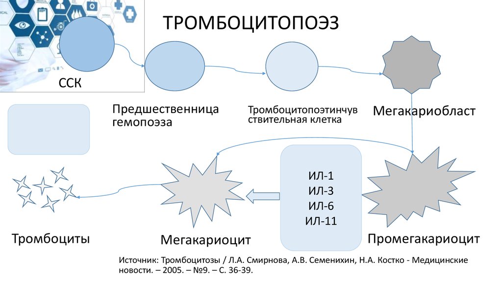 Тромбоцитопоэз происходит в красном мозге по схеме