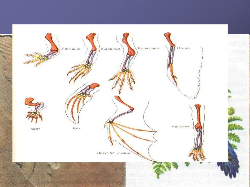 Презентация доказательство эволюции животного мира 7 класс биология