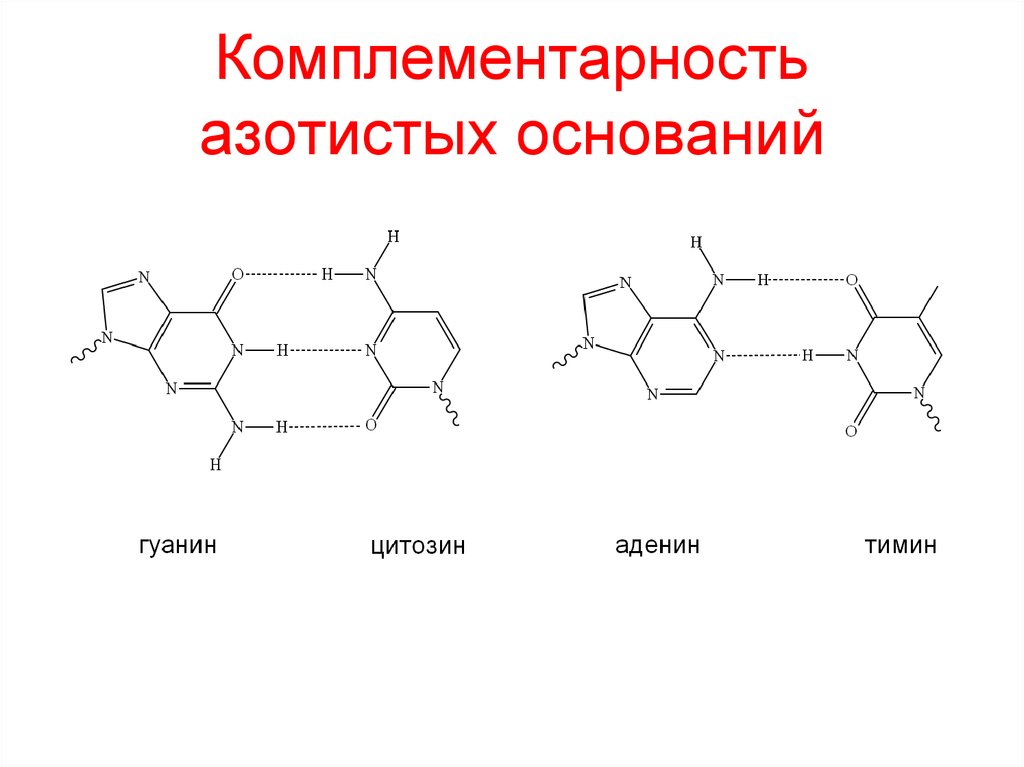 Соединение азотистых оснований. Комплементарные пары азотистых оснований в нуклеиновых кислотах. Комплементарные азотистые основания в ДНК. Комплементарность азотистых оснований. Азотистые основания ДНК формулы.
