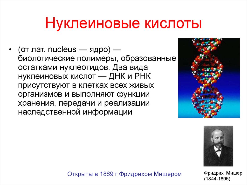 Первые нуклеиновые кислоты. Нуклеиновые кислоты. Нуклеиновые кислоты ДНК. Нуклеиновые кислоты ДНК И РНК. Нуклеиновые кислоты биология.