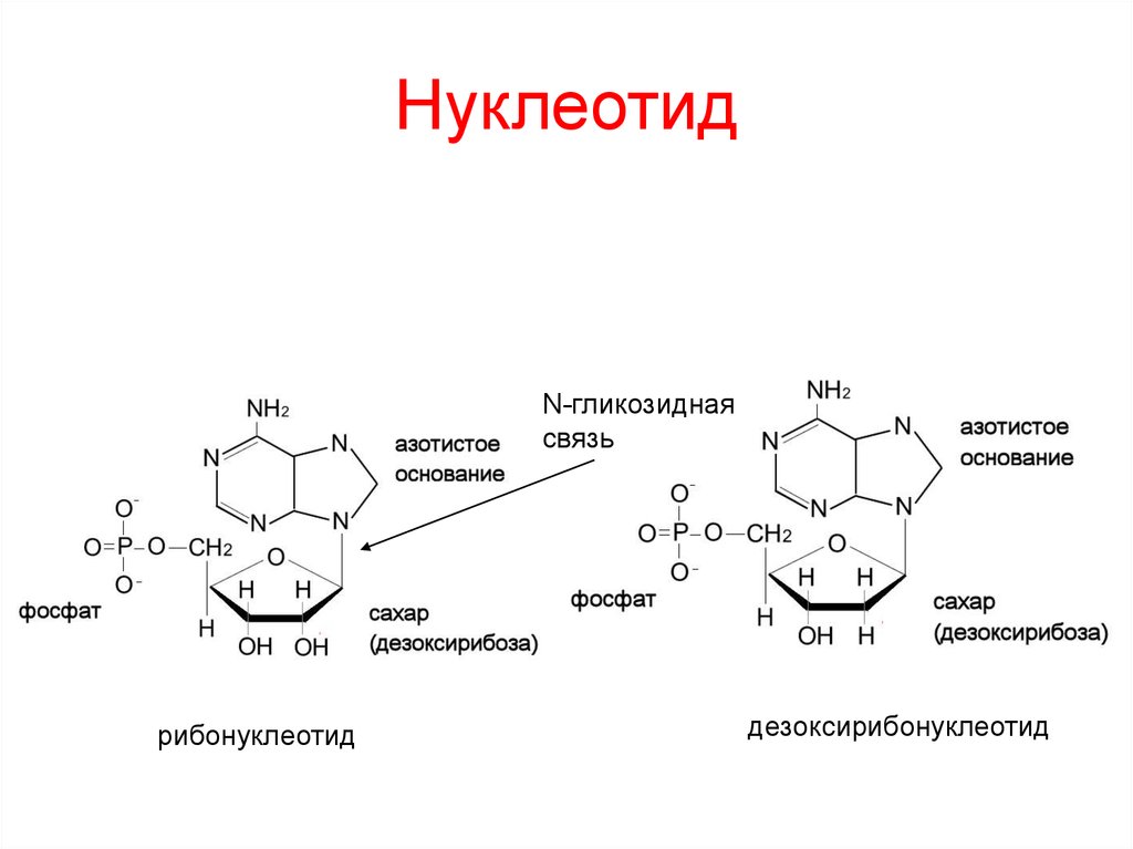 Нуклеотид днк пример. Гликозидная связь в нуклеиновых кислотах. Нуклеотиды: строение, номенклатура, функция.. 16 Нуклеотидов. Строение нуклеотида.