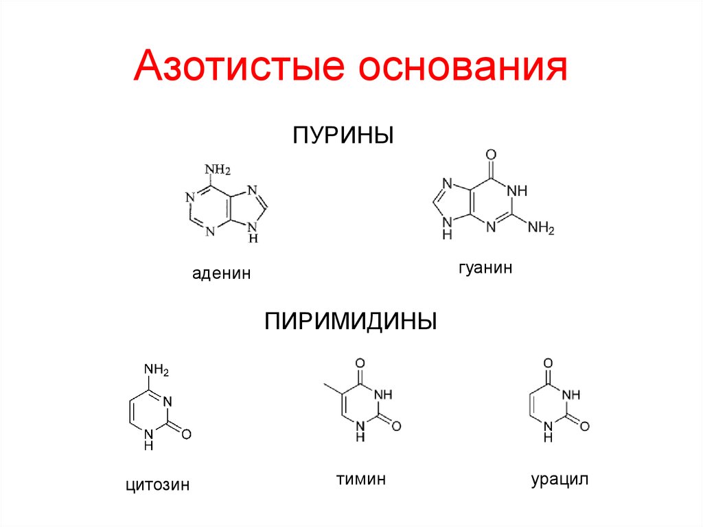 Состав азотистых оснований рнк. Пурин аденин гуанин. Аденозин Тимин урацил гуанин. Азотистое основание аденин формула. Структура гуанин Тимин аденин.