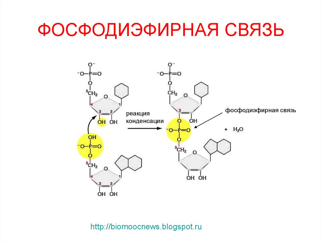 Концы нуклеиновых кислот. Фосфодиэфирная связь в РНК. 3 5 Фосфодиэфирная связь ДНК. Фосфодиэфирная связь в нуклеиновых кислотах. 3 5 Фосфодиэфирная связь нуклеотидов.