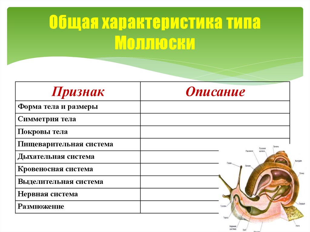 Строение моллюсков таблица. Общая характеристика типа моллюски 7 класс биология. Пищеварительная система головоногих моллюсков таблица. Тип моллюски общая характеристика. Характеристика классов моллюсков.