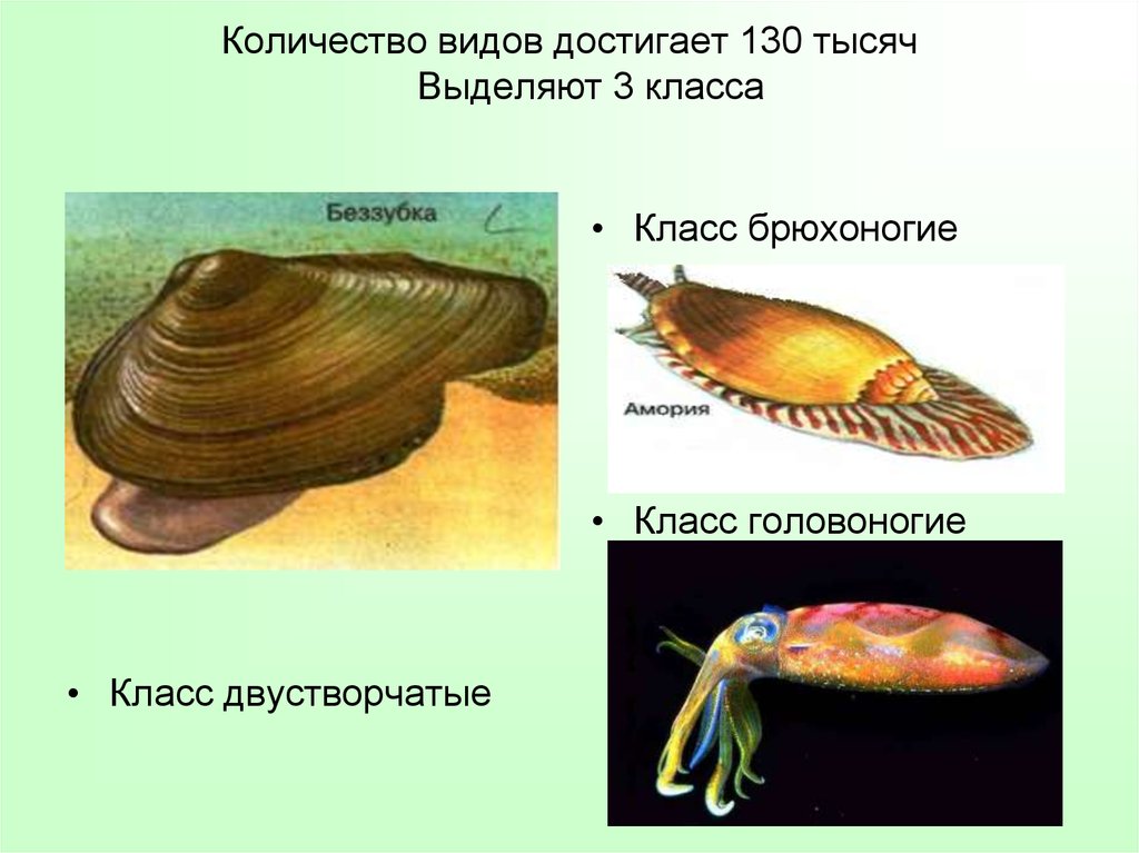 Брюхоногие и головоногие моллюски. Систематика двустворчатых моллюсков беззубка. Нога двустворчатых брюхоногих и головоногих моллюсков. Кол-во видов головоногих и двустворчатых моллюсков. Беззубка Тип и класс.