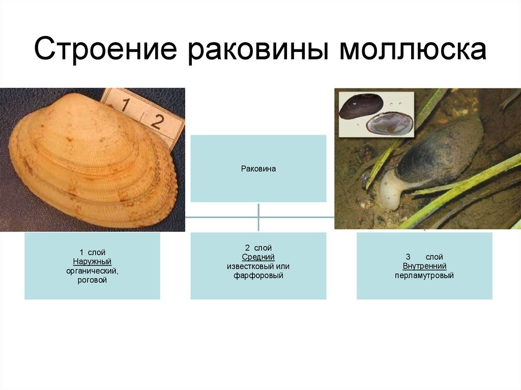 Лабораторная работа строение раковин моллюсков. Строение раковины брюхоногих моллюсков. Тип моллюски строение раковины. Слои раковины у двустворчатых моллюсков. Раковина моллюска состав.