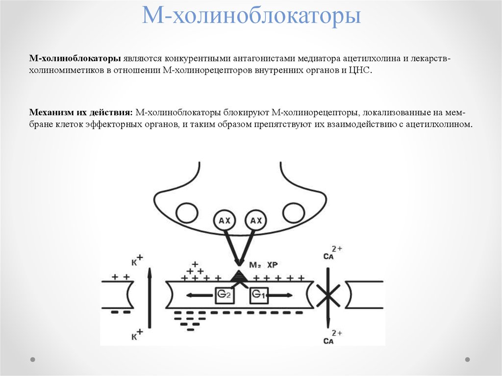 Используя рисунок объясните действие холиноблокаторов на глаз и механизм сопутствующих эффектов