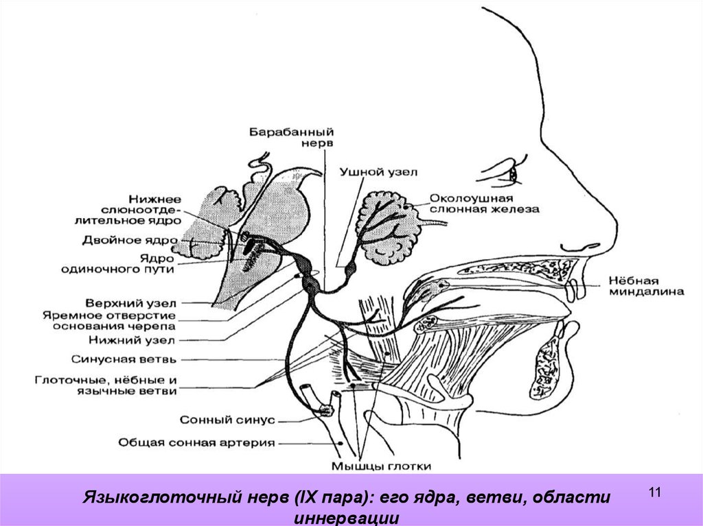 Лицевой языкоглоточный нерв. Языкоглоточный нерв схема. Иннервация языкоглоточного нерва схема. Языкоглоточный нерв иннервация схема. Схема языкоглоточного нерва анатомия.