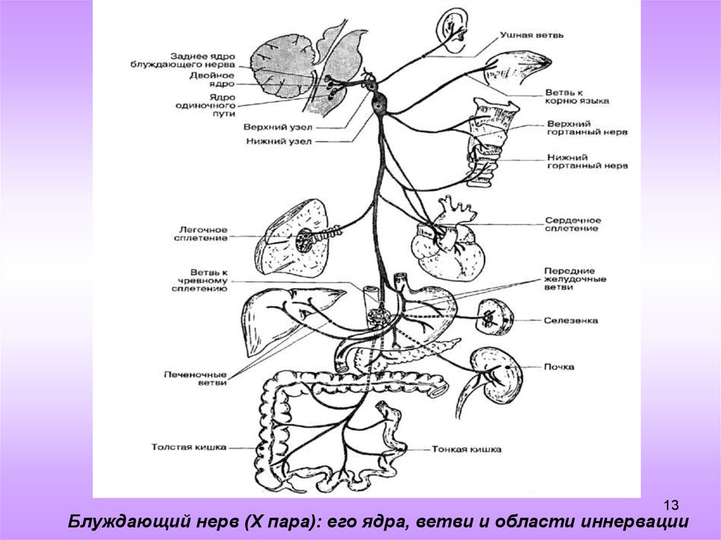Парасимпатические черепные нервы. Блуждающий нерв nervus Vagus. Блуждающий нерв 1 Нейрон. Блуждающий нерв, топография и области иннервации.. .Блуждающий нерв: ядра, ход, ветви, области иннервации.