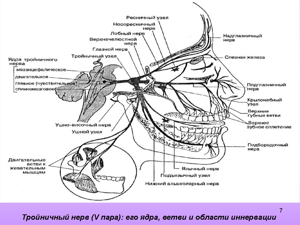 Нервы лицевой области. Тройничный нерв ветви ядра. Ветви тройничного нерва таблица. 3 Черепной нерв схема. Тройничный нерв 5 пара ЧМН.