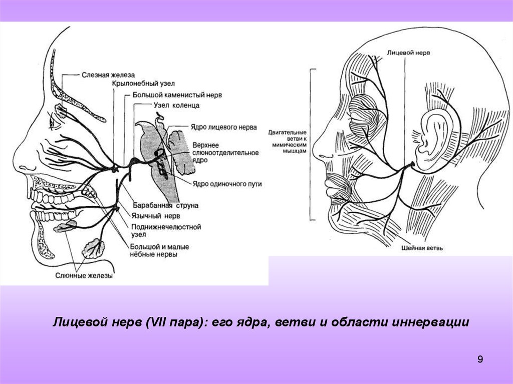 Промежуточный черепной нерв. Ветви лицевого нерва схема. Топография лицевого нерва схема. Схема 7 Черепного нерва. Ядра лицевого нерва схема.