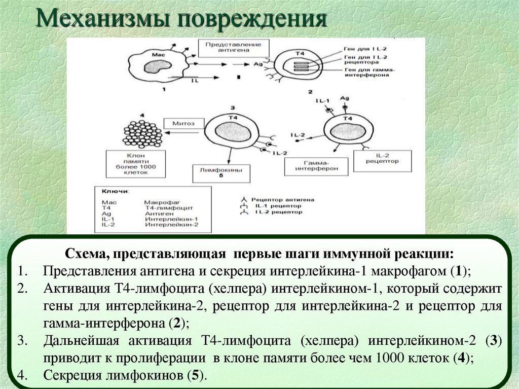 Кпл схема лечения