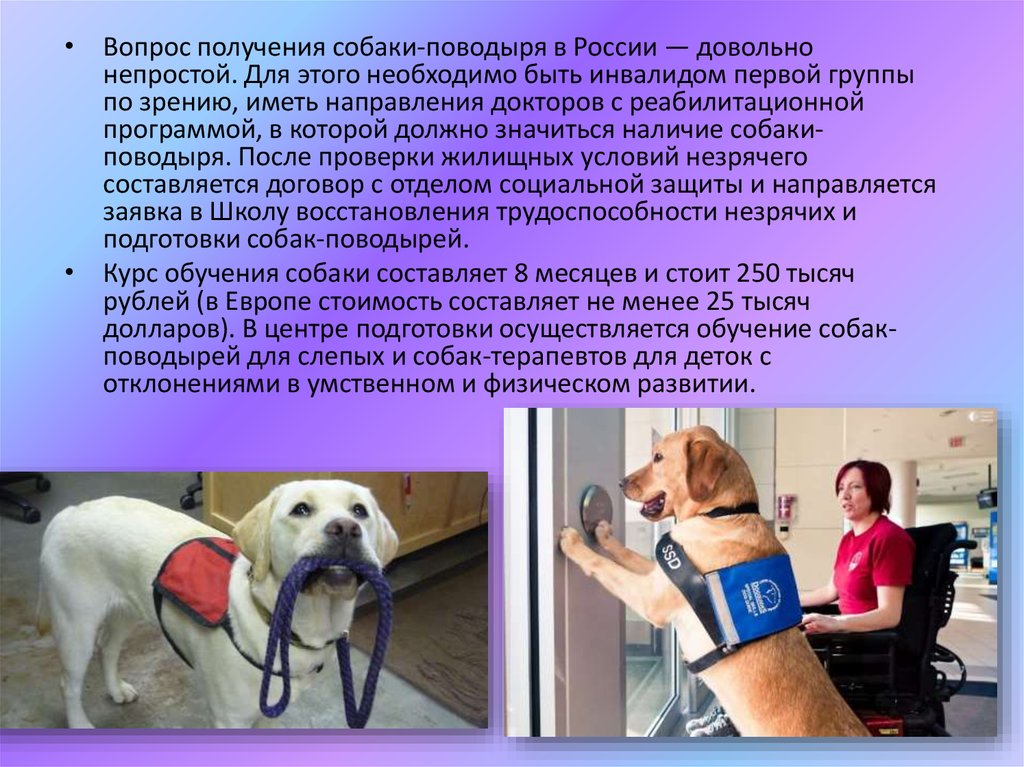 Методика подготовки собак. Инвалид с собакой поводырем. Собака поводырь. Собака поводырь для слепых. Собаки поводыри в России.