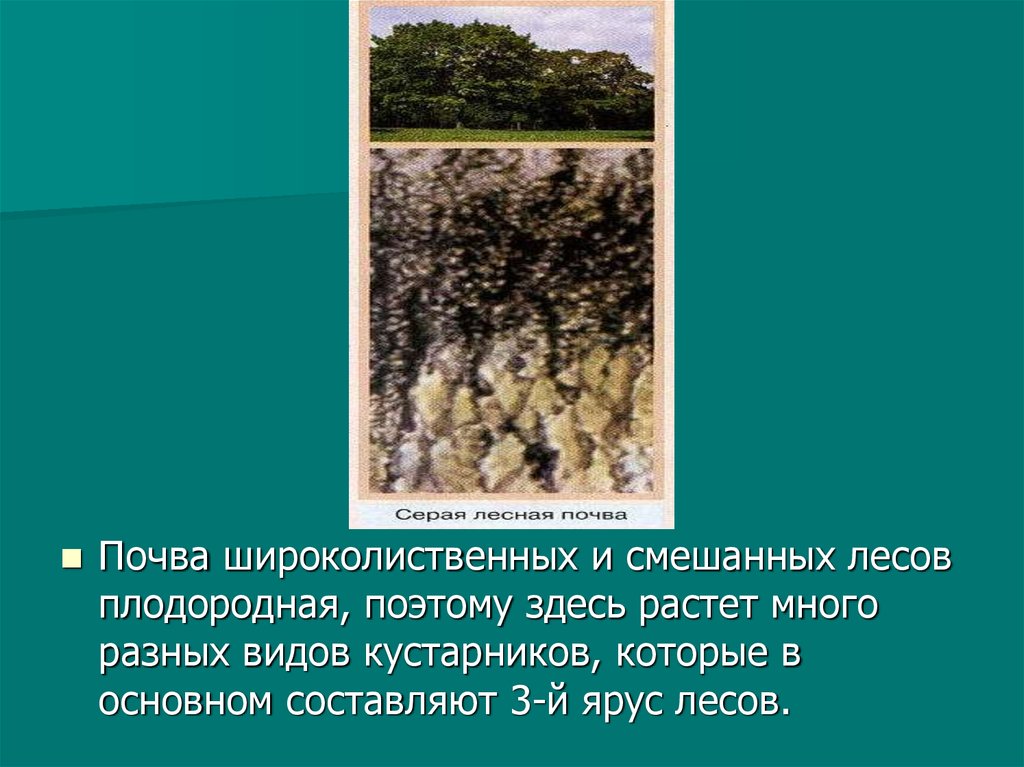 Смешанные леса почва. Почва смешанных широколистных лесов. Почвы смешанных и широколиственных лесов в России. Тип почвы смешанных и широколиственных лесов в России. Почвы смешанных и широколиственных лесов.