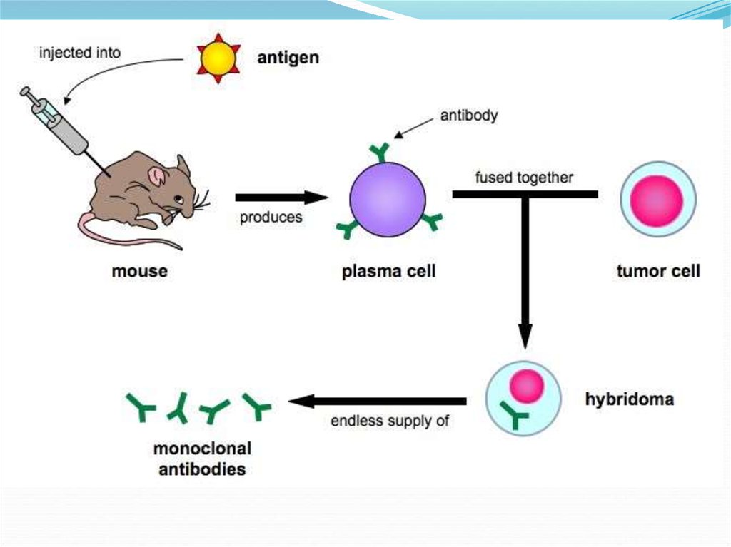 Для гибридом используются. Принципиальная схема получения моноклональных антител. Гибридомы и моноклональные антитела. Гибридомные клетки. Получение моноклональных антител.