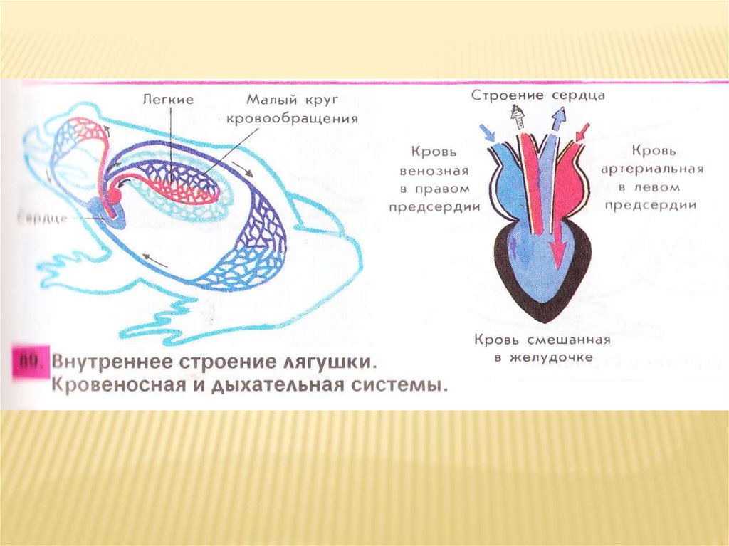 Какая кровь у хордовых. Кровеносная система амфибий схема. Малый круг кровообращения у земноводных схема. Кровеносная и дыхательная система лягушки. Строение кровеносной системы амфибий.