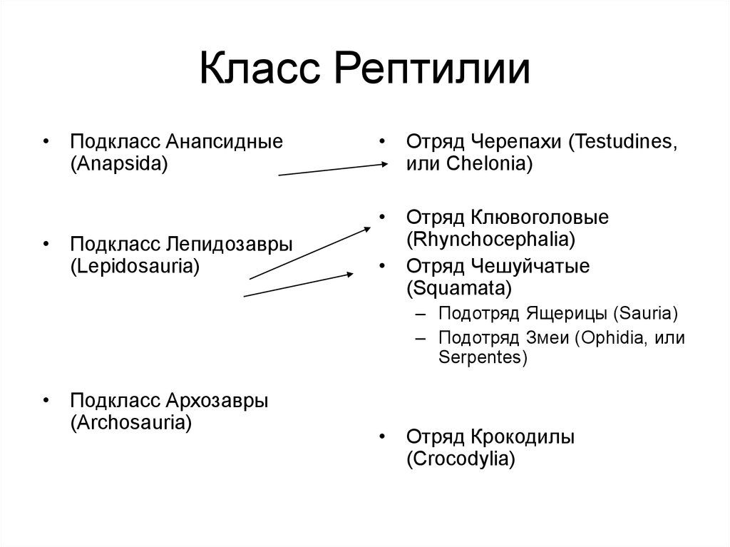 Таблица классы рептилий