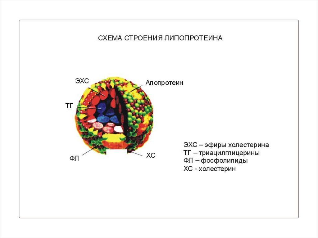 Липопротеин альфа повышен. Схема строения липопротеина. Схема строения липопротеинов. Строение липопротеинов. Схема строения липопротеинов плазмы крови.