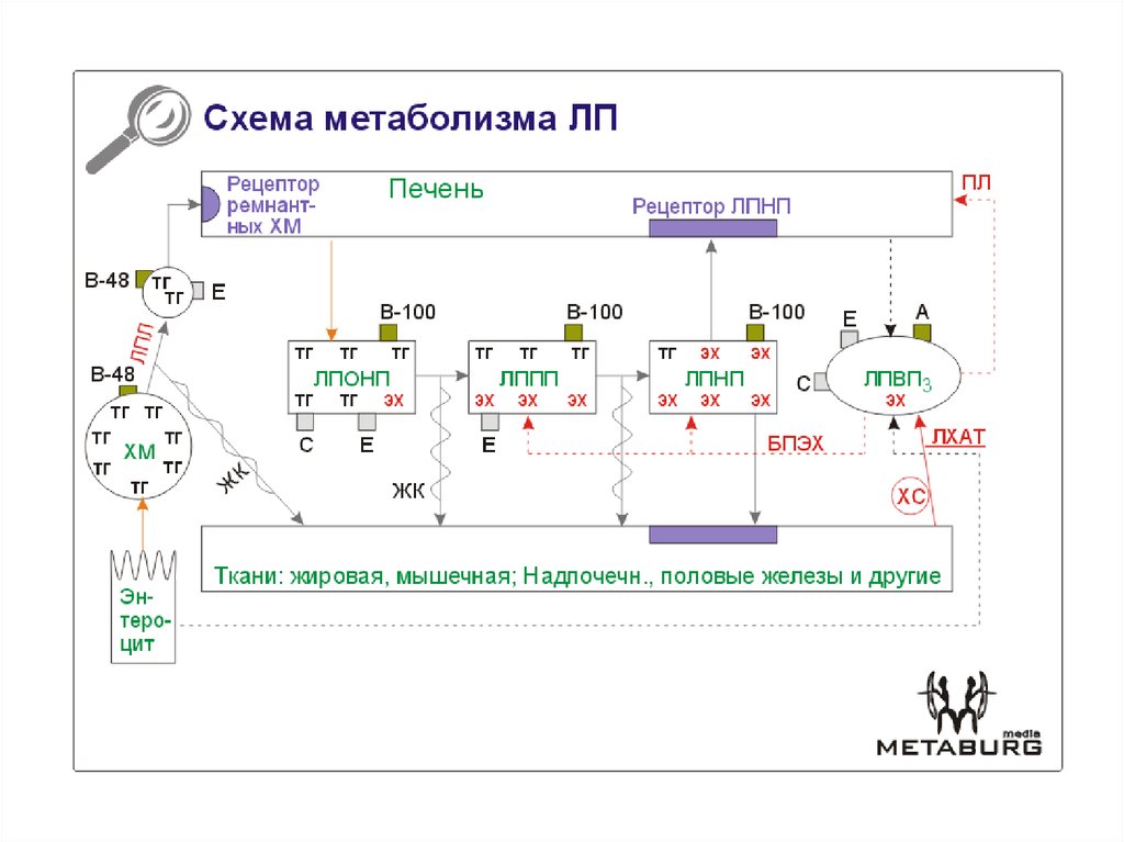 Синтез лпнп. Схема транспорта холестерола биохимия. Липопротеиды атеросклероз. Синтез лпонп в печени. Синтез лпнп.